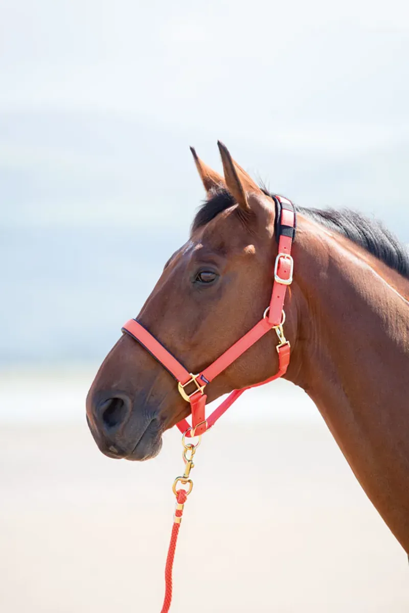 Shires Topaz Pony Nylon Headcollar In Pink
