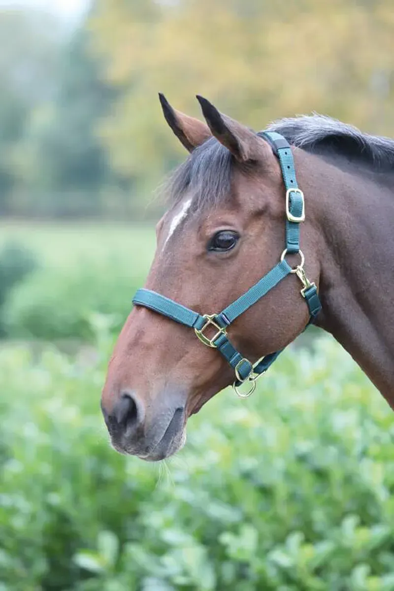 Shires Full Topaz Nylon Headcollar In Green