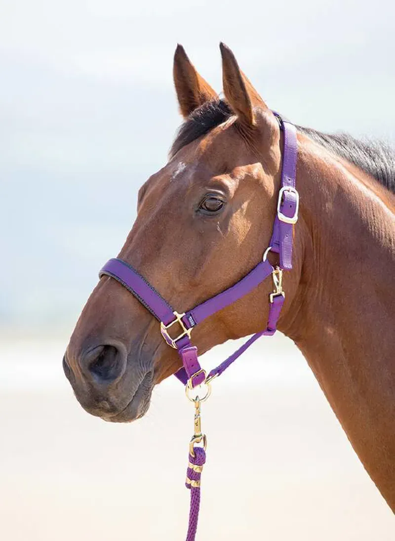 Shires Topaz Pony Nylon Headcollar In Purple