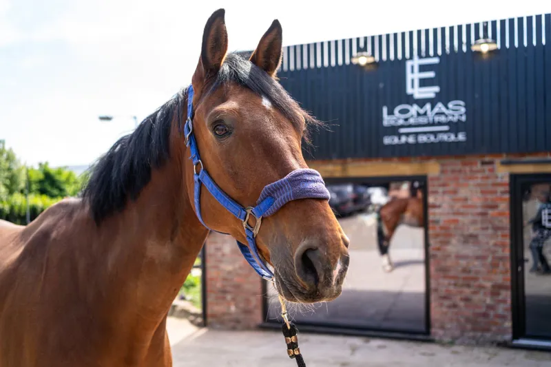 Equestrian Shop in Glossop | Tack, Riding Wear & Horse Supplies