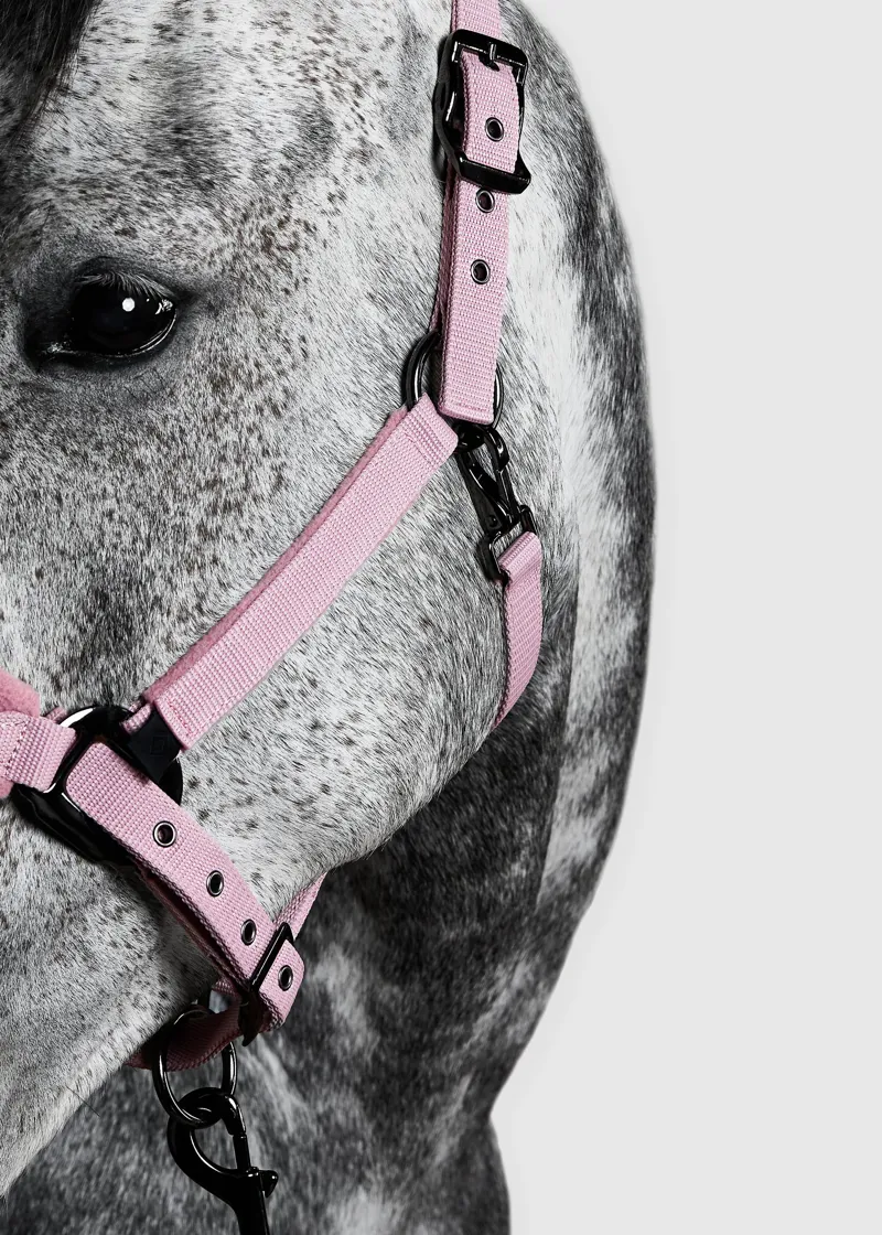 Aztec Diamond Yr Pink Panel Head Collar-3